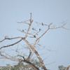 ヒメオウチュウ Bronzed Drongo