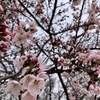 雨のち桜、簿記のち一歩。