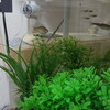 俺ぬし水族館　飼育観察記16　—こうしてみると、デカくなったんだなぁ—