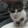 睡魔に耐える子猫・・・ついに耐えられなくなる（笑）【猫動画】