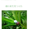 槙の実を見つけた｡