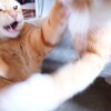 第三回　にゃにゃにゃ流「ねこの写真ヘタクソ選手権」