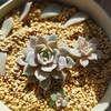 🌵多肉植物   薔薇のようなローラ他🌵