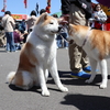 【秋田犬・Vlog】秋田犬展覧会に行ってみた！