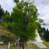 向川寺の大カツラ