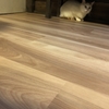 猫に咬まれた日