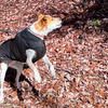 野生の鹿に出会った鹿という名の犬。