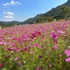 休耕田にコスモスが植えられていて満開になっていました。