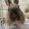 甘え上手なぽてこ
