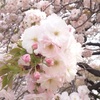 八重桜も今年は見頃が早かったです。