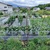 実家の畑で農作業でした。トウモロコシが獣被害に合いました(残念)