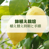 【レモン栽培】鉢植え柑橘類の植え替えの時期と方法