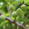 芒種　地球がもっと愛おしくなる