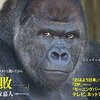 レゴで作った東山動物園のイケメン有名ゴリラ「シャバーニ」のクオリティが高すぎる！