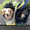 朝ん歩行ってきたよ♪
