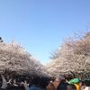 台東区の桜