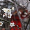 花粉症とマスクとコロナウイルスと・・・一体、いつ終息するのか