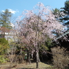 札幌の桜－北海道神宮・2021春