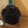 居眠りしてたら目が小さくなっちゃった・・・