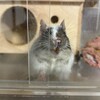 しろごまあん875日目