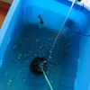 金魚の浮きフンがようやく改善か
