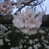 京都の鴨川沿いの桜。2。