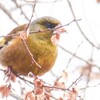 Oriental  Green finch : カワラヒワ