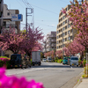 4月上旬：八重桜が咲き誇る桜新町周辺をお写んぽ。其の弐
