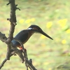 サングラスをかけたクモ