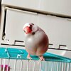 文鳥さんかわいいです／YouTube更新しました（文鳥編）