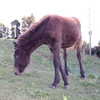 都井岬の野生馬とオオセンチコガネ