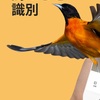 【これはスゴい！】スマホで撮影した鳥をすぐに識別！人気の無料スマホアプリ「Picture Bird - 撮ったら、判る--1秒鳥図鑑」はSNSで話題の急上昇アプリです。