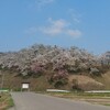 余目さくら花火観賞会