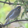 窓越しの 野鳥