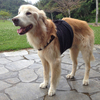 老犬介護ハーネスで術後の歩行をサポート