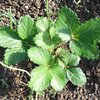 イチゴ、チンゲン菜、芯摘菜、玉ねぎ苗の植付け