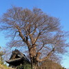 大円寺の椋の木（榎？）