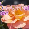 【ディズニーランドローズ】ディズニーランドの名前がついたバラとは？由来・花言葉・販売場所を紹介