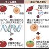 No.741（2019.9.25）遺伝子編集（ゲノム編集：ＧＥ）は第二の原発にならないか？