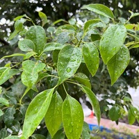 雨の日に散歩してみた　2025-10-01