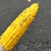 北の大地で出逢った食べ物たち