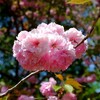 洞峰公園の八重桜