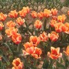 雨降りの日が続く前に🌺