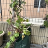 【ガーデニング】【家庭菜園】新たにサツマイモが加わりました