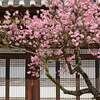 立春の兆し - 節分で迎える新しい年