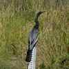 FloridaのAnhinga（アメリカヘビウ）