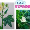 【簡単】オクラの描き方　クレヨンで観察日記にぴったり【子ども・夏休み】