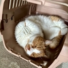 キャリーバッグの中でとろけるるるちゃん。