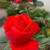 うちの庭に真っ赤な薔薇が咲いた！