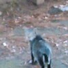 神社の猫ちゃん達